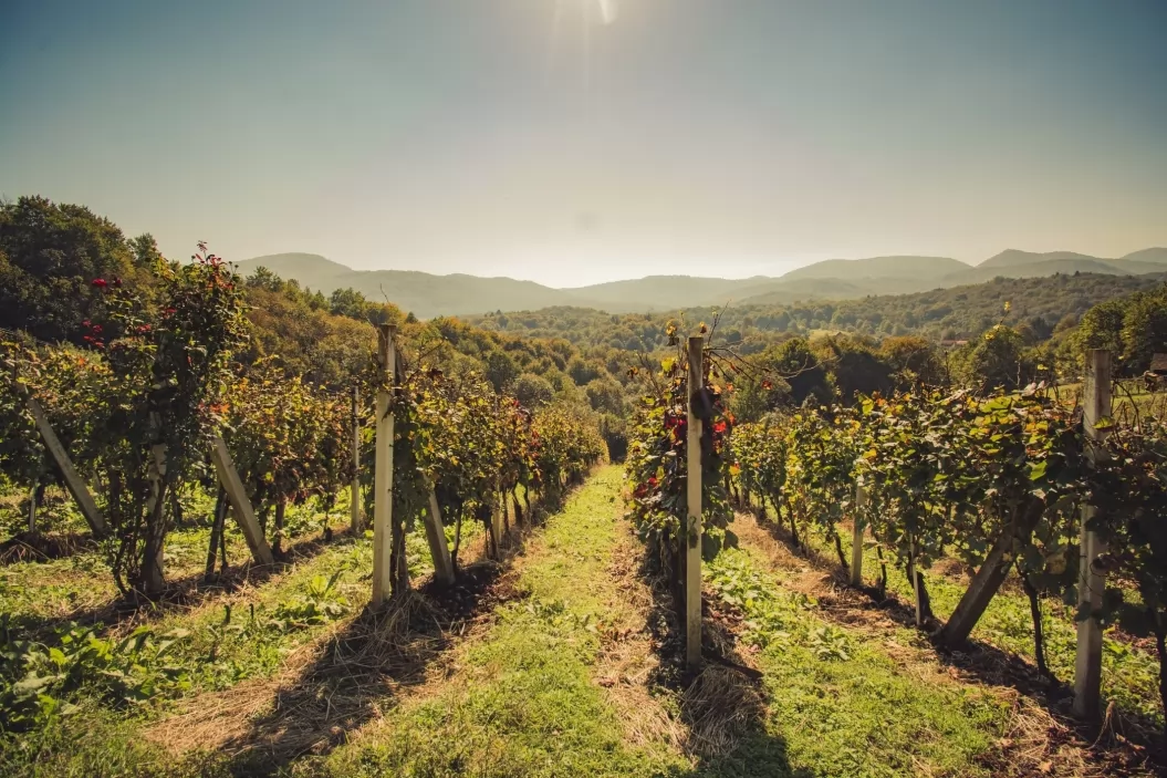 Vinotoč Prah – Vitovec