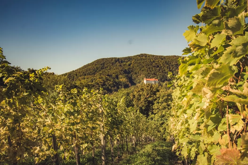 Vinska klet Wisell – Grad Bizeljsko