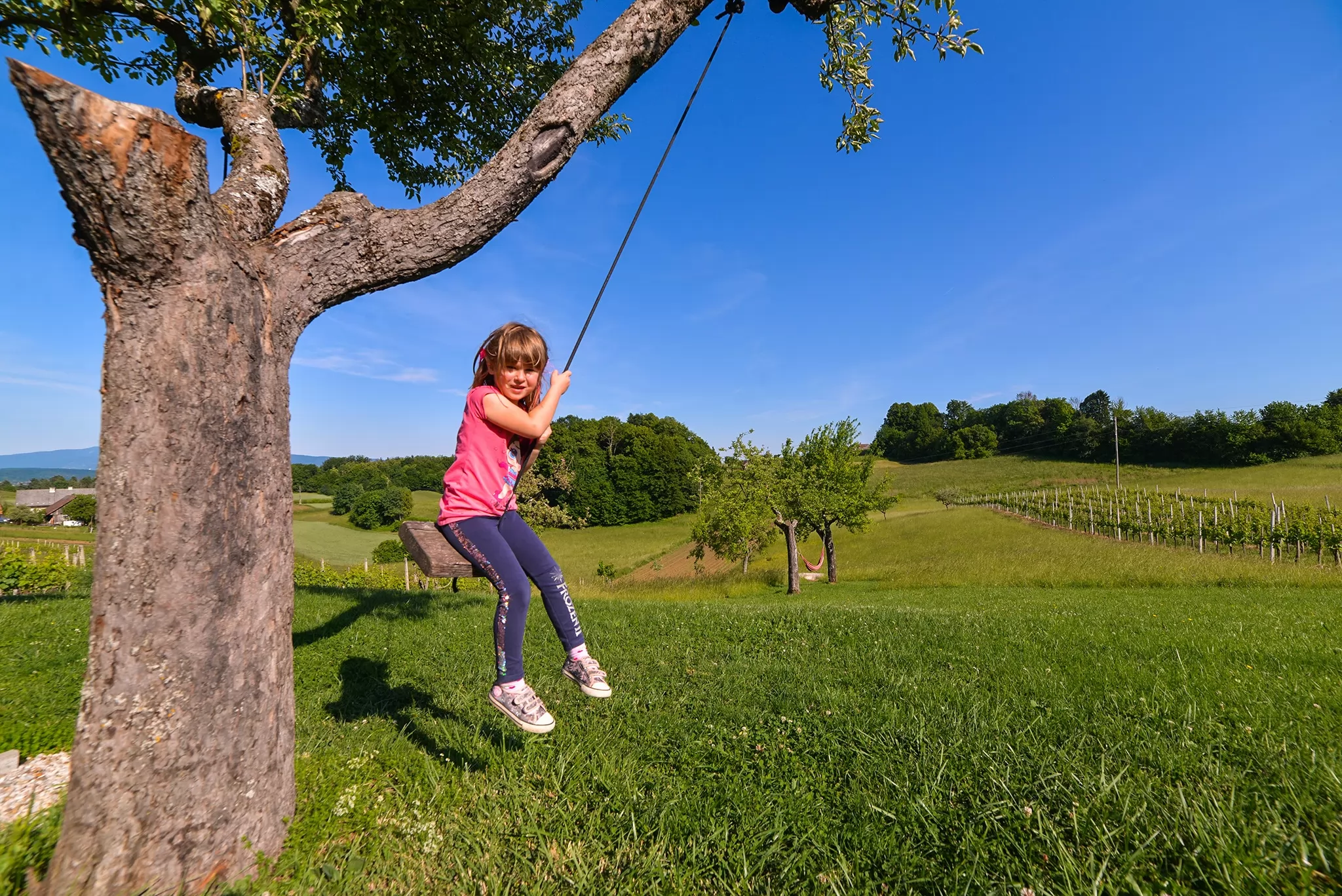 Vinska trta Apartments