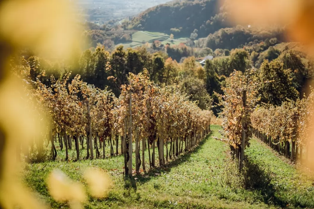 Vinski hram – vinotoč Berkovič