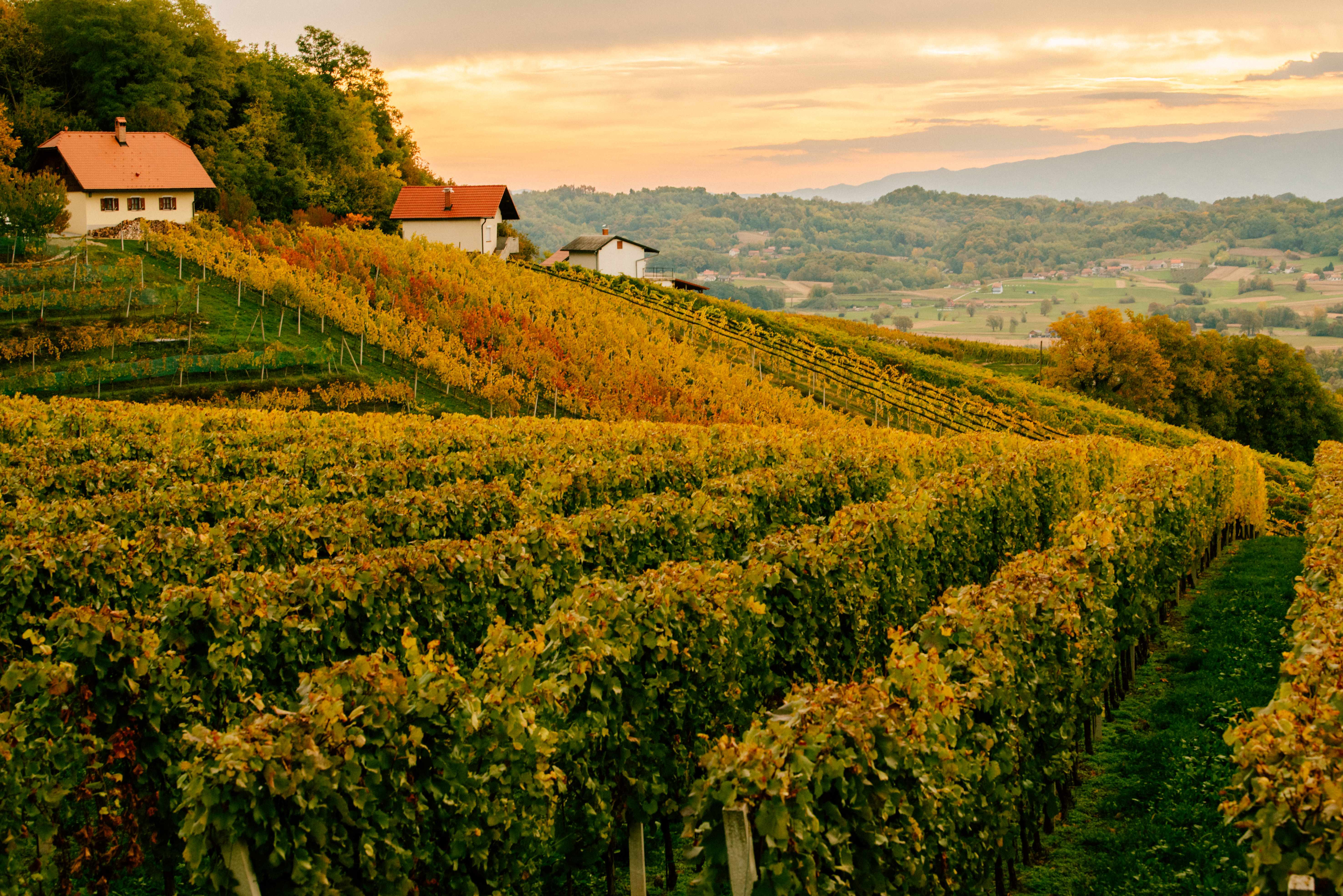 You are invited to Brežice for St. Martin’s Experiences ’24!